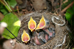 hungry-young-birds-4-1490111-640x425