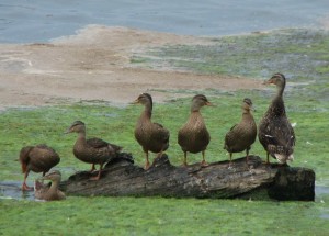get-your-ducks-in-a-row-1367185-639x457